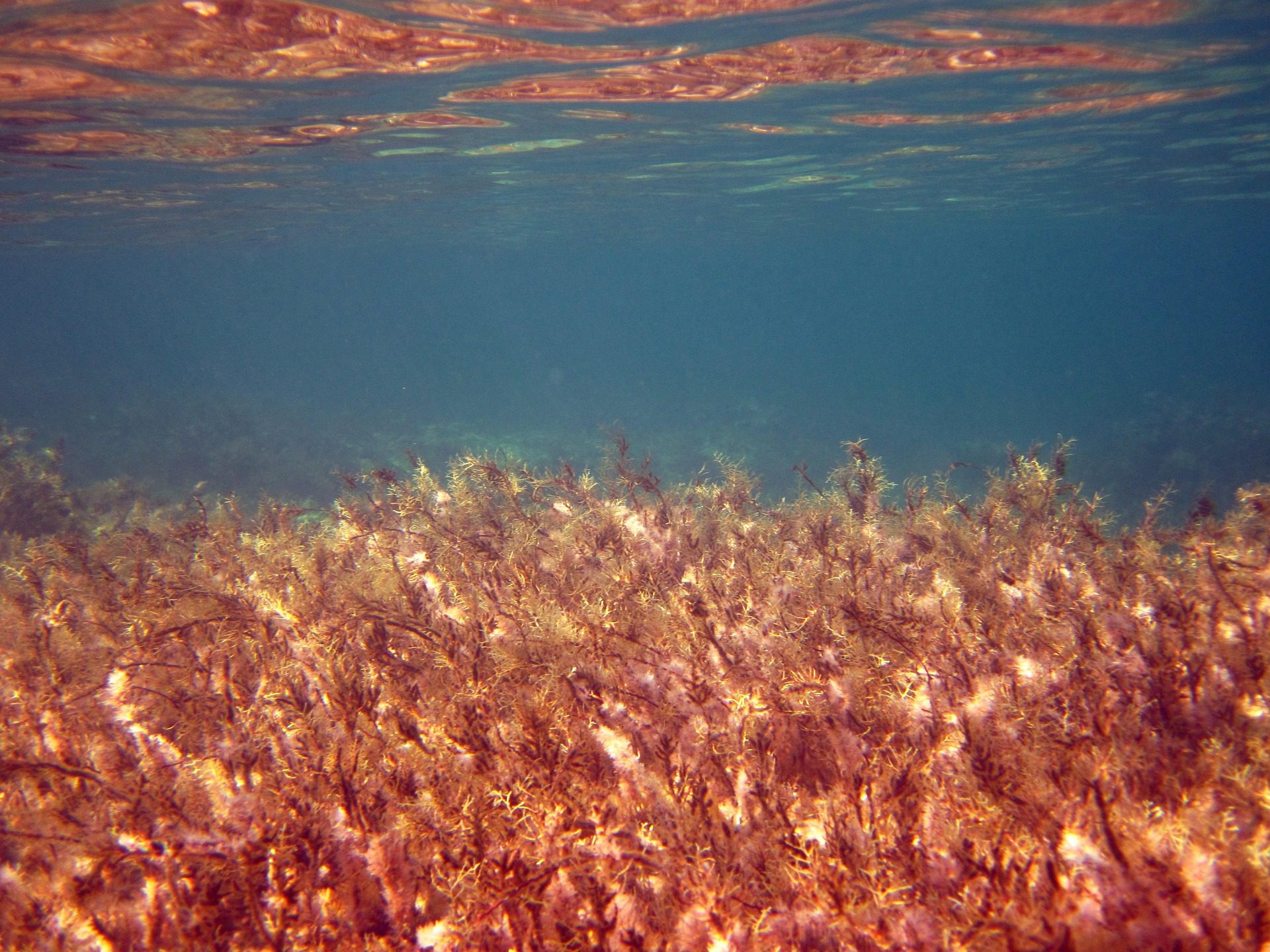 sea