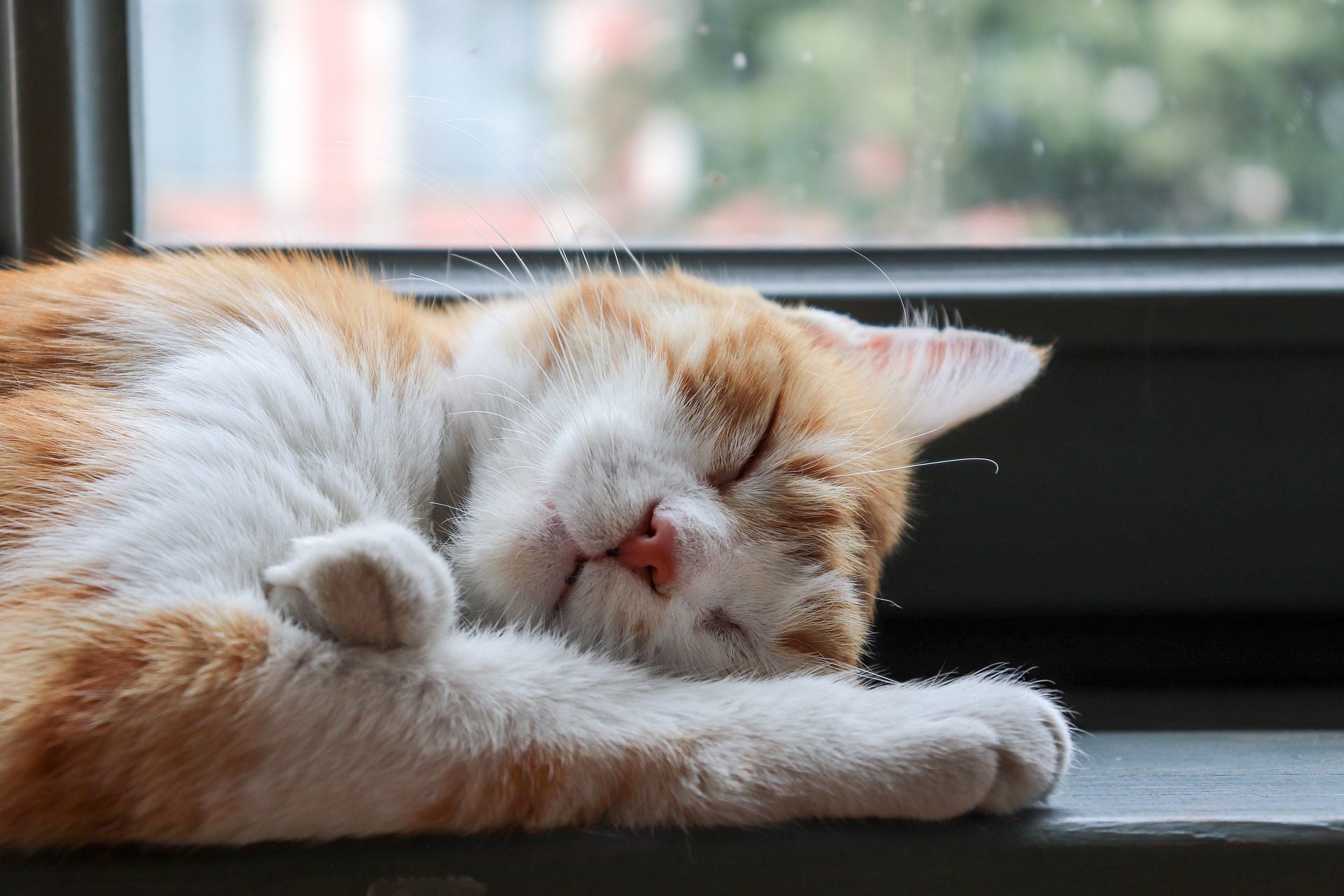 sleeping cat